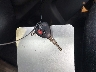 JTLKE50E581****** Salvage 2008 Scion xB in Ohio State