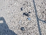 3FADP4AJ4KM****** Wrecked 2019 Ford Fiesta in Wisconsin State