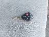 4T4BF3EK9BR****** Salvamento 2011 Toyota Camry en Estado de Kentucky