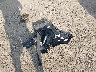 1G1105S30HU****** Destrozados 2017 Chevrolet Impala en Estado de Indiana