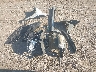 KL4CJASB0HB****** Destrozados 2017 Buick Encore en Estado de Texas