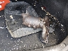 5NPDH4AE1EH****** Wrecked 2014 Hyundai Elantra in Kentucky State