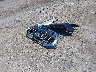 WA1AUCF32R1****** Wrecked 2024 Audi Q3 in New York State