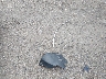 2HKRM4H75EH****** Wrecked 2014 Honda CR-V in Ohio State