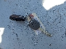 JHLRD68545C****** Salvamento 2005 Honda CR-V en Estado de Texas