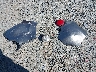 KNDJP3A58G7****** Wrecked 2016 Kia Soul in Washington State
