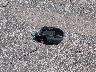 1GNDS13SX32****** Destrozados 2003 Chevrolet Trailblazer en Estado de Texas
