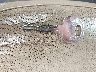 5NPDH4AE0DH****** Salvage 2013 Hyundai Elantra in Florida State