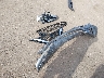 3N1AB7AP0GY****** Wrecked 2016 Nissan Sentra in Ohio State