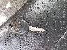 1ZVBP8CF8B5****** Salvage 2011 Ford Mustang in Florida State