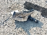 5YJ3E1EA8JF****** Salvamento 2018 Tesla Model 3 en Estado de Pennsylvania