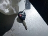 2T1BU4EE4CC****** Salvage 2012 Toyota Corolla in Florida State