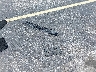 2T1BU4EE4CC****** Wrecked 2012 Toyota Corolla in Florida State