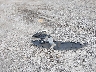 2C4RC1BGXHR****** Destrozados 2017 Chrysler Pacifica en Estado de Kentucky