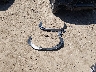 JF2SLSTDXSH****** Salvage 2025 Subaru Forester in Texas State