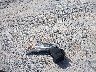 1N4BL4BV3LN****** Destrozados 2020 Nissan Altima en Estado de Florida