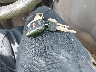 1FTNS2EL2DD****** Salvage 2013 Ford E-250 in North Carolina State