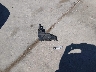 3N1BC13E59L****** Wrecked 2009 Nissan Versa in Texas State