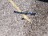 WA1VAAF73JD****** Destrozados 2018 Audi Q7 en Estado de Colorado