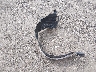 2T1BPRHE6EC****** Wrecked 2014 Toyota Corolla in Rhode Island State