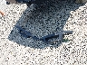 1GCVKREC0GZ****** Wrecked 2016 Chevrolet Silverado 1500 in Ohio State