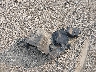 5N1AT2MV2FC****** Wrecked 2015 Nissan Rogue in Pennsylvania State