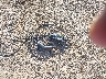 1G1RC6S51HU****** Wrecked 2017 Chevrolet Volt in Texas State