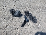 2T3BK4DV5CW****** Wrecked 2012 Toyota RAV4 in Arkansas State
