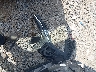 KMHCT5AE6HU****** Destrozados 2017 Hyundai Accent en Estado de Tennessee
