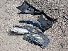 3N1AB7AP5KY****** Wrecked 2019 Nissan Sentra in Kansas State
