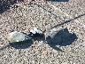 3N1BC1CP4AL****** Wrecked 2010 Nissan Versa in Hawaii State