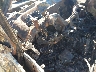 1GKS2CKJ8FR****** Salvamento 2015 GMC Yukon en Fresno