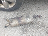 KNADM5A37D6****** Wrecked 2013 Kia Rio in New York State