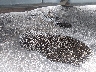 3GTP2VE77CG****** Repairable 2012 GMC Sierra 1500