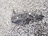 1HGCR2F51EA****** Wrecked 2014 Honda Accord in Washington State