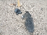 1HGCR2F56FA****** Destrozados 2015 Honda Accord en Estado de Texas