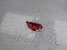 KMHD74LFXLU****** Wrecked 2020 Hyundai Elantra in Florida State