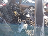 5N1BT3BB7PC****** Wrecked 2023 Nissan Rogue in Denver East
