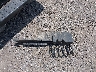 5FPYK16519B****** Salvage 2009 Honda Ridgeline in Louisiana State