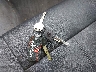 4S3BH686246****** Salvage 2004 Subaru Outback in Missouri State