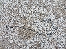 4S3BH686246****** Wrecked 2004 Subaru Outback in Missouri State