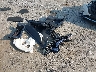 2T3BFREV2GW****** Wrecked 2016 Toyota RAV4 in Pennsylvania State