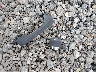 ZACCJBAB1HP****** Wrecked 2017 Jeep Renegade in Delaware State