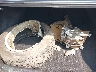 3KPFL4A81HE****** Used and Repairable 2017 Kia Forte in Akron Canton