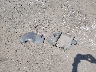 2MEFM74W5WX****** Wrecked 1998 Mercury Grand Marquis in Arkansas State