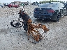 JH2MD0314DM****** Salvamento y Reparables 1983 Honda Xl250 en Appleton