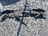 3GTU2UEC3EG****** Destrozados 2014 GMC Sierra 1500 en Estado de Luisiana