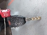 1C4HJWFGXEL****** Salvamento 2014 Jeep Wrangler en Estado de Florida