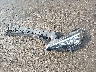 JF2GTABC3JH****** Destrozados 2018 Subaru Crosstrek en Estado de Massachusetts