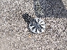 4T4BE46K48R****** Wrecked 2008 Toyota Camry in Iowa State